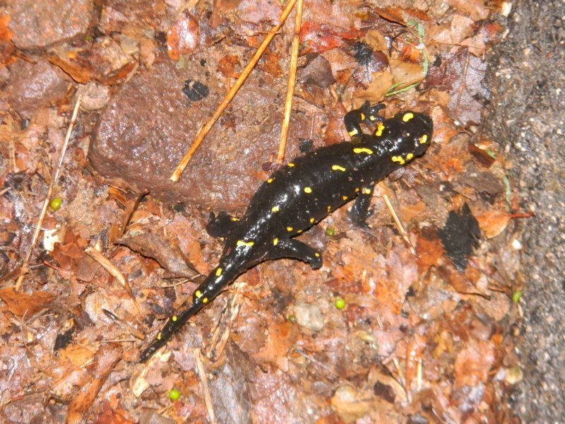 Di nuovo incinta! Salamandra salamandra